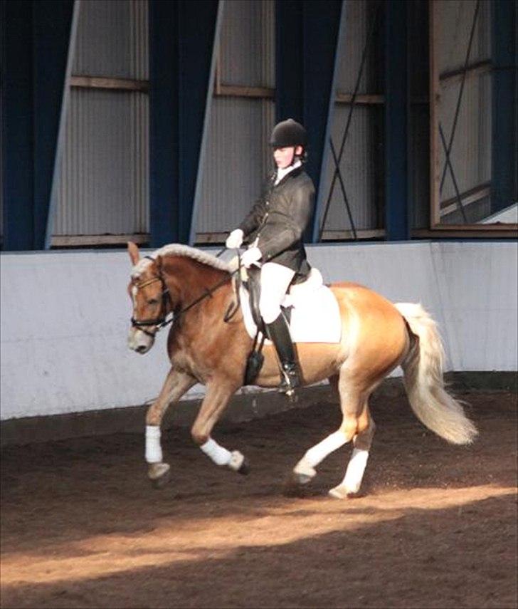 Haflinger Lamara - Skjern marts 2011 - LA2-A billede 7