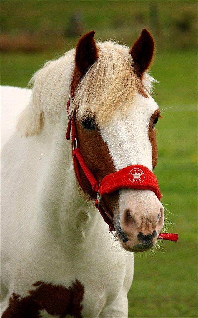 Anden særlig race Blume - Tilredet - Blume - 10. september 2011. billede 5