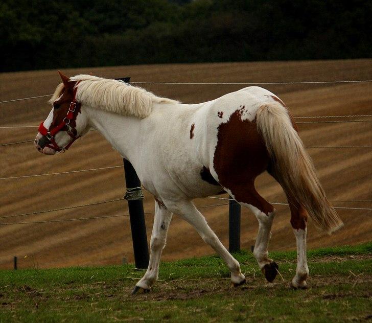 Anden særlig race Blume - Tilredet - Blume - 10. september 2011. billede 6