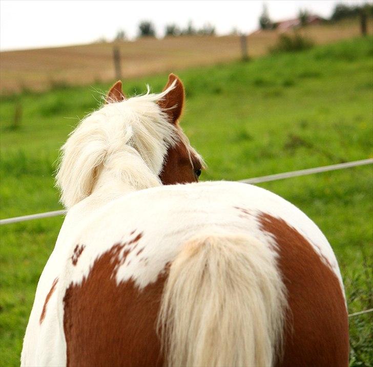 Anden særlig race Blume - Tilredet - Blume - 10. september 2011. billede 16