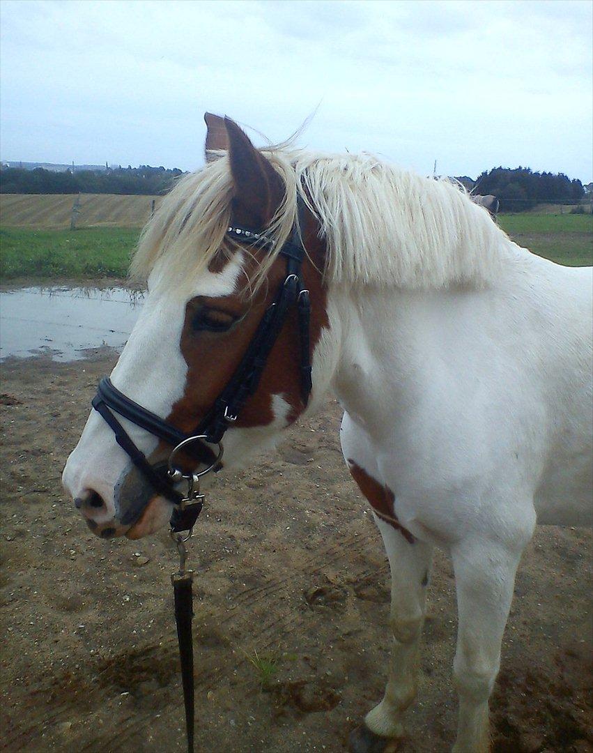 Anden særlig race Blume - Tilredet - Blume - 11. september 2011. billede 18