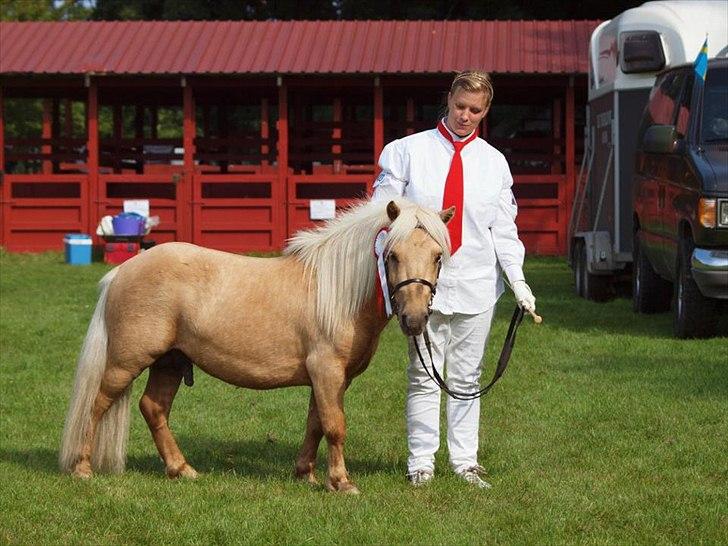 Shetlænder Søndergårds Figaro *rip* - føl og plagskue 2011 billede 6