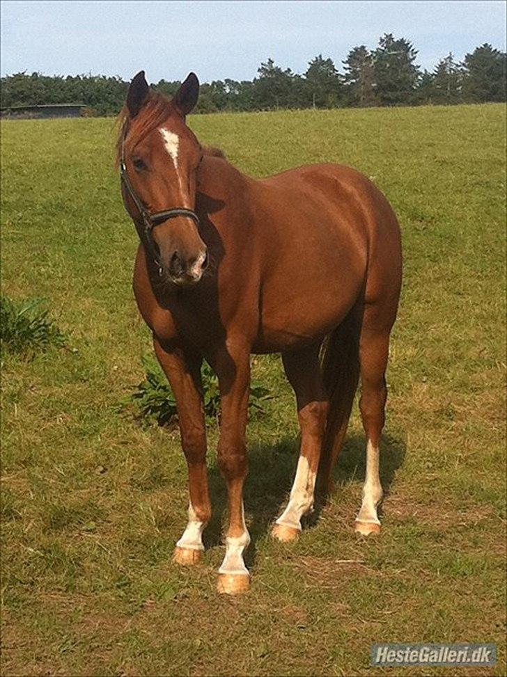 Anden særlig race My Wild Star - Min dejlige dreng :-) - Velkommen til Emils profil! :-)
Se billederne i gennem og læs teksten, læg en kommentar og bedøm gerne! billede 1