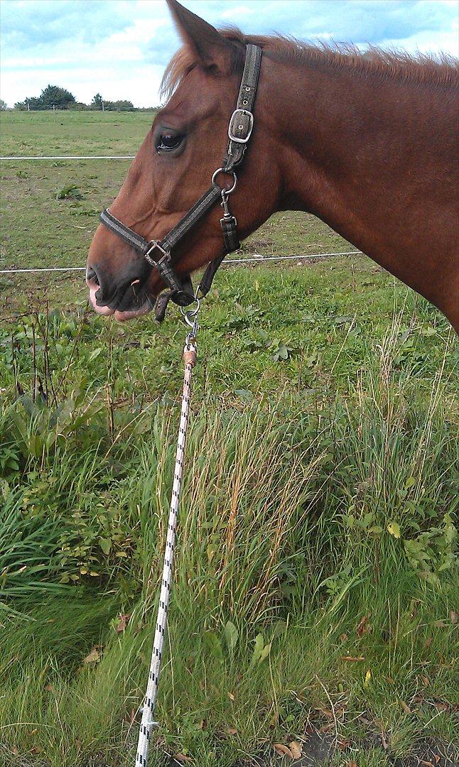 Anden særlig race My Wild Star - Min dejlige dreng :-) - Er så stolt over at du er min <3. billede 16