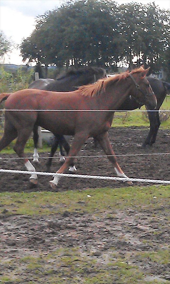 Anden særlig race My Wild Star - Min dejlige dreng :-) - Blærerøv :-). billede 3