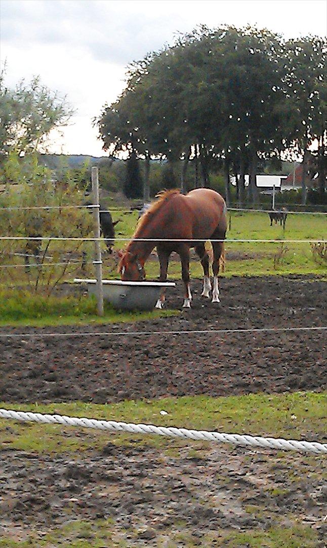 Anden særlig race My Wild Star - Min dejlige dreng :-) - Hej søde ;-). billede 6