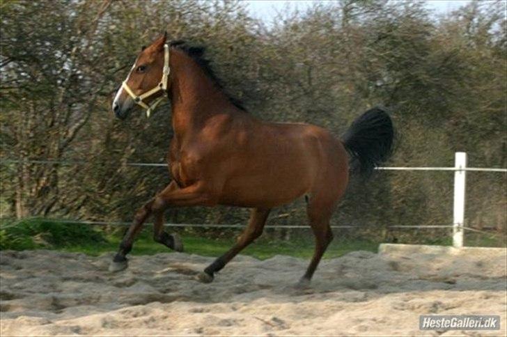Tysk Sportspony Orleon( B-pony)<3Solgt:'( - tæhæ - vi har vel alle en vild hest gemt i os!<33:D billede 16