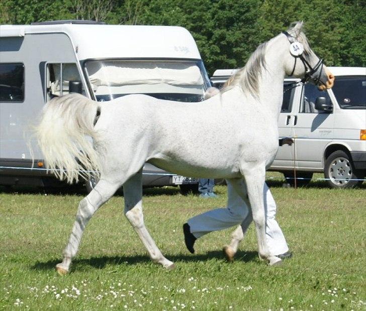 Arabisk fuldblod (OX) Silviars Benjamin CA fri - Til udstilling, altid klar på at vise hvor dygtig man er til at løbe fint, aldrig stået nr. 2 Han star altid nr. 1. billede 3