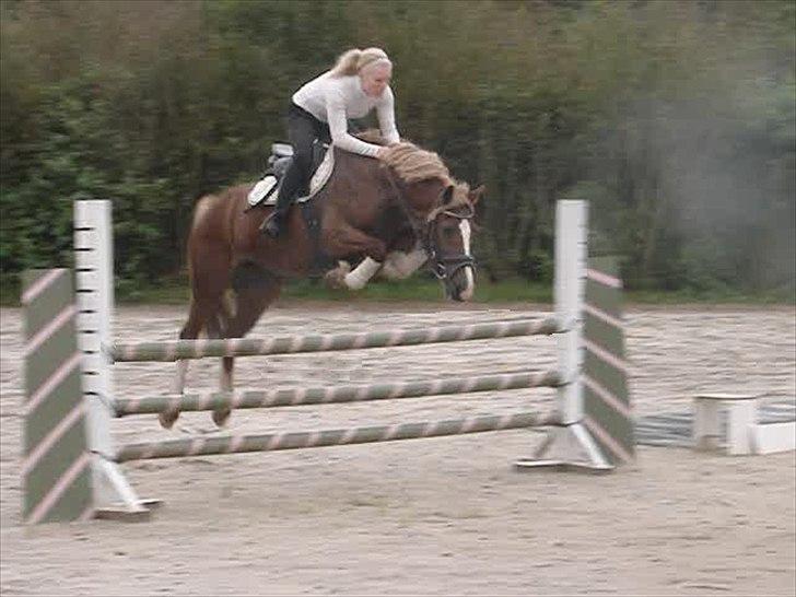 Welsh Cob (sec D) Dyrfal Rosebuds Last billede 4