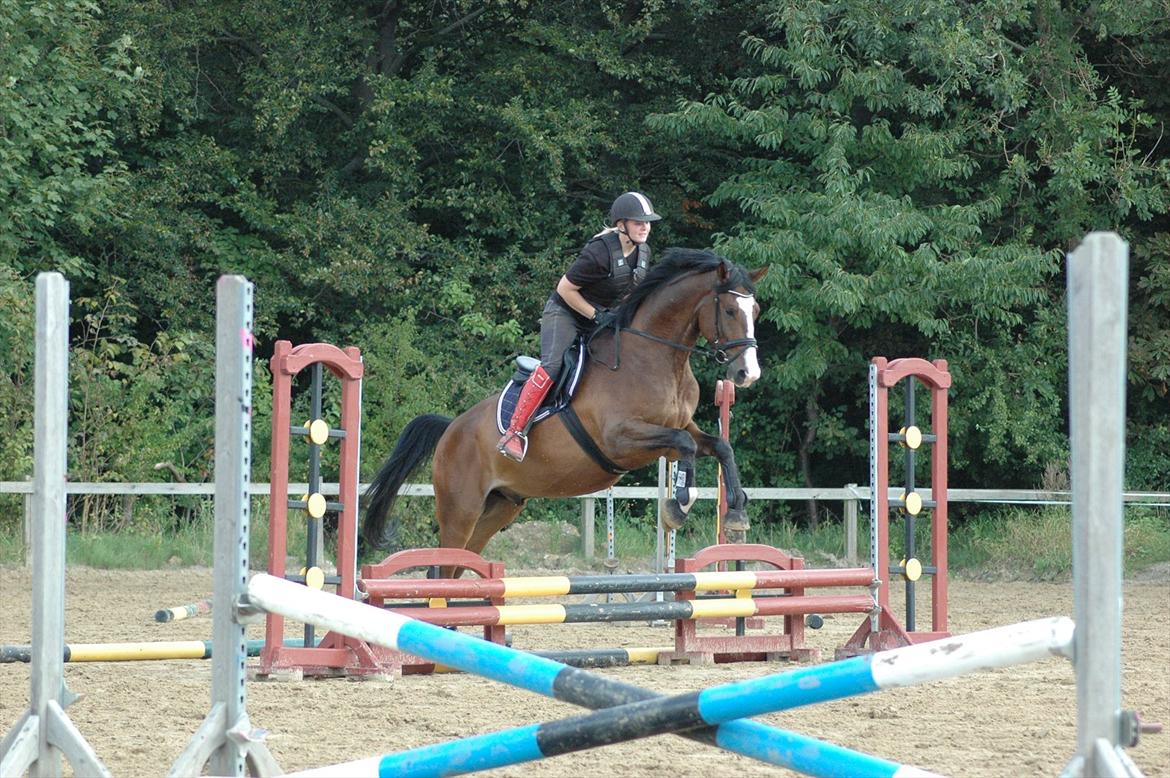 Trakehner High Skye *STJERNE* <3 R.I.P 25/03/2013 - første gang vi springer ordenligt <3 billede 3