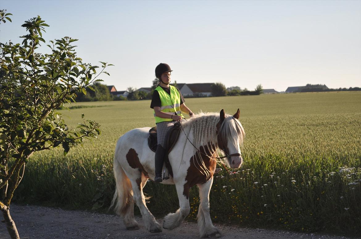 Irish Cob | Kenzo's Lacrosse *Krølle* - SOLGT! - På dyrelejr på Teestrup 4h gård ;-) Efter en laaaaang tur= en træt Krølle ;-) billede 8