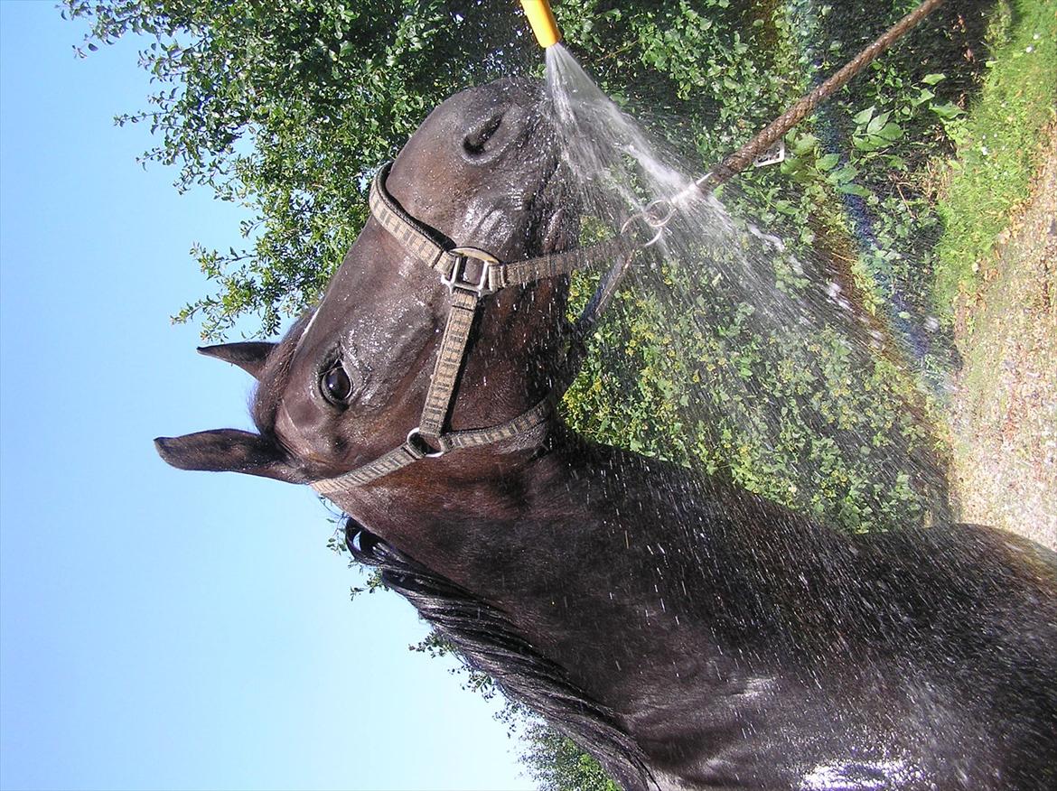 Oldenborg Maybe  - Elsker vand ! billede 17