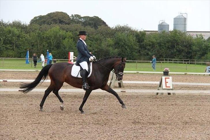 Dansk Varmblod Højersmindes Sheer - 6 års championat 2011 billede 16