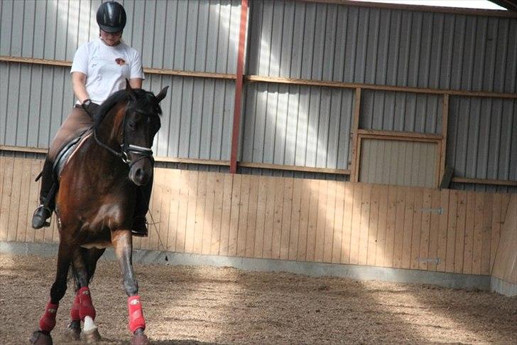 Dansk Varmblod Højersmindes Sheer - Dressurkursus ved Jørgen Rask juni 2011 billede 17