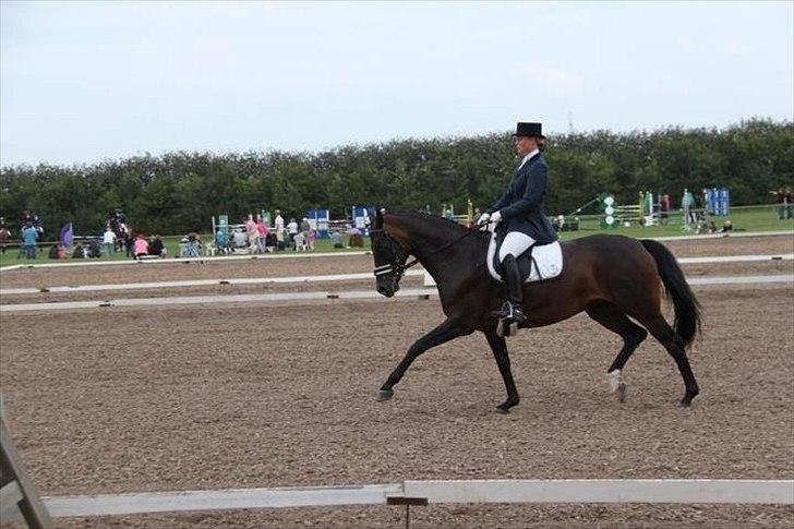 Dansk Varmblod Højersmindes Sheer - 6 års championat 2011 billede 18