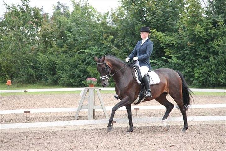 Dansk Varmblod Højersmindes Sheer - 6 års championat 2011 billede 19