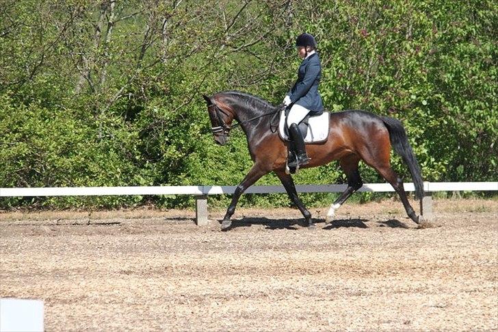 Dansk Varmblod Højersmindes Sheer - DRF-CUP hjørring 2011 billede 20