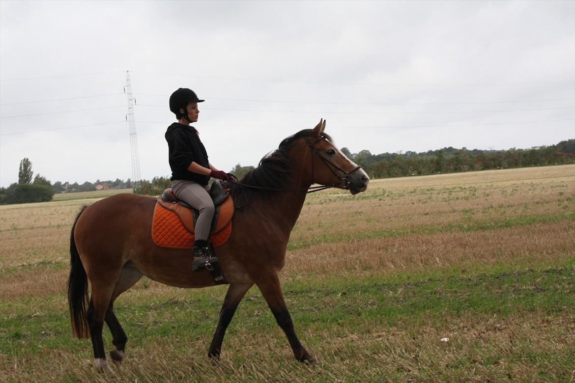 Anden særlig race Wariant<3 My Pride! Himmelhest - 12.09.2011 Katja & Wariant på mark tur :) billede 7