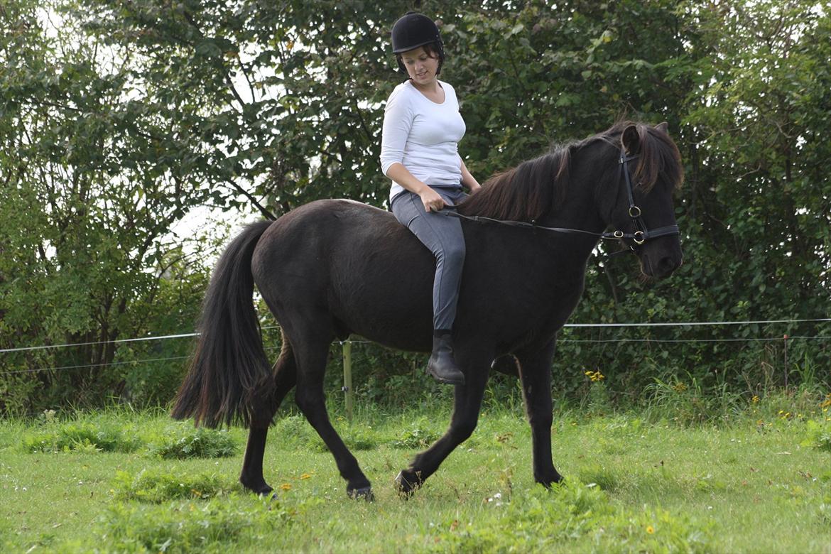 Islænder Faxi - min egen lille faxi <3 billede 19