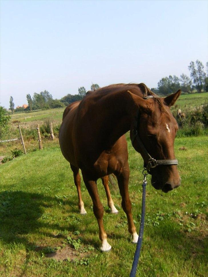 Anden særlig race Denise Springtime (solgt) - aug. 2011 - gaaaab... oki indrømmet... jeg tog 387 billeder, tror hesten var lidt træt af mig tilsidst :P billede 4