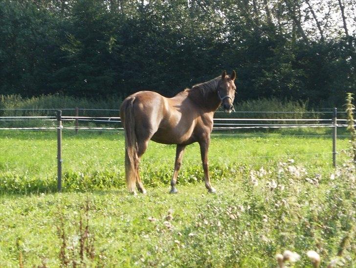 Anden særlig race Denise Springtime (solgt) - aug. 2011 billede 5