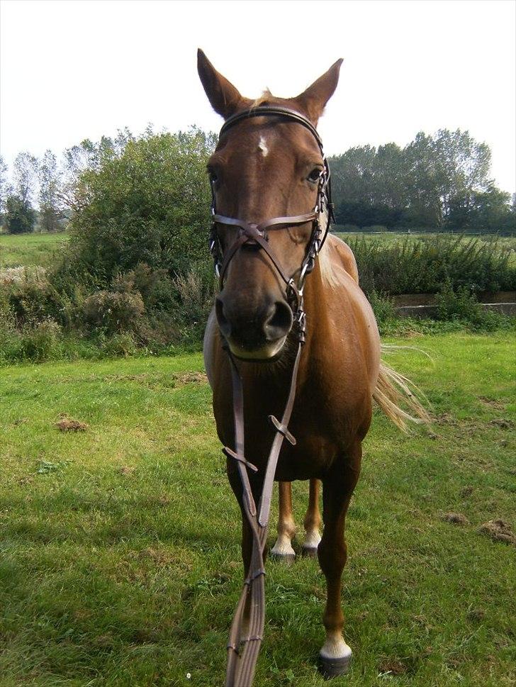 Anden særlig race Denise Springtime (solgt) - Aug. 2011 billede 8