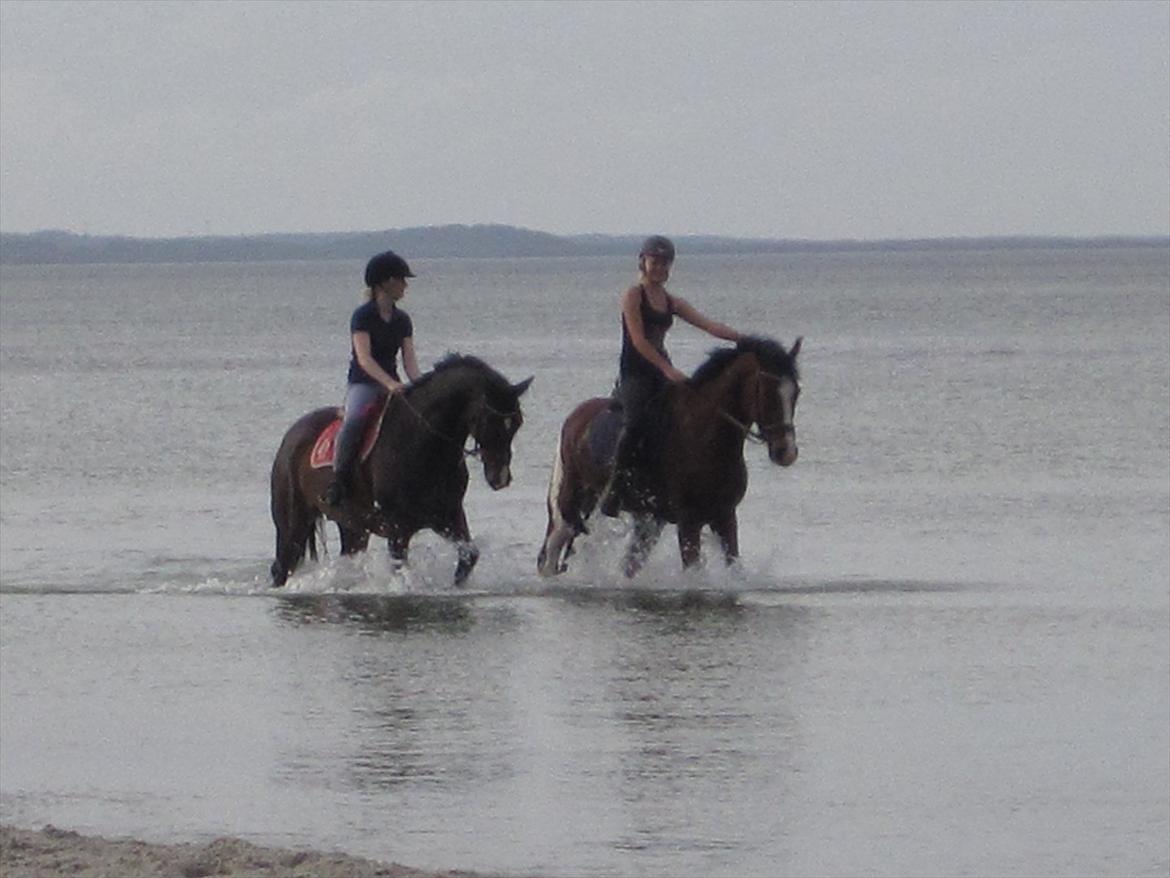 Tysk Oldenburger Clinton - Tur på stranden :D billede 8