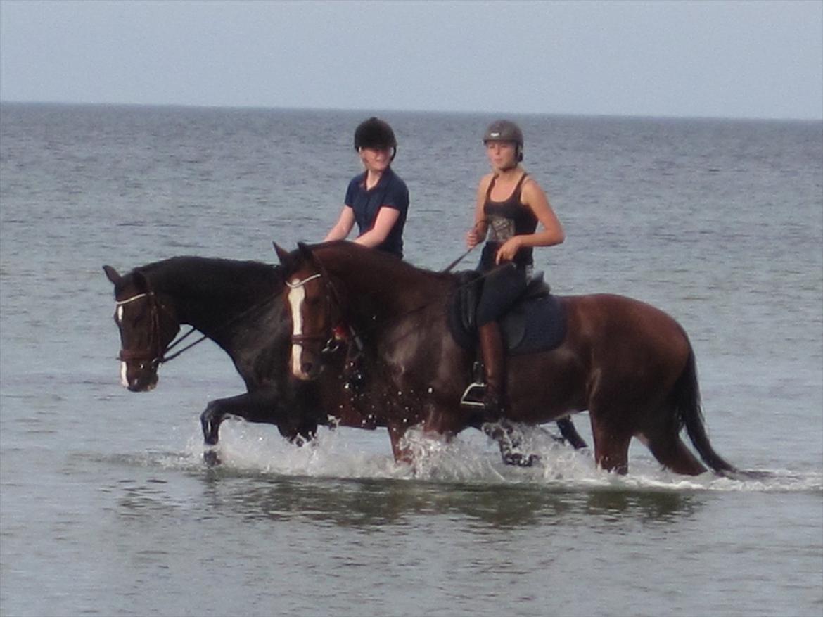 Dansk Varmblod Nørgaards Camaro - Stranden (: billede 8