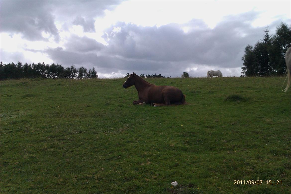 Welsh Pony (sec B) Bjerregårds Gandalf billede 14