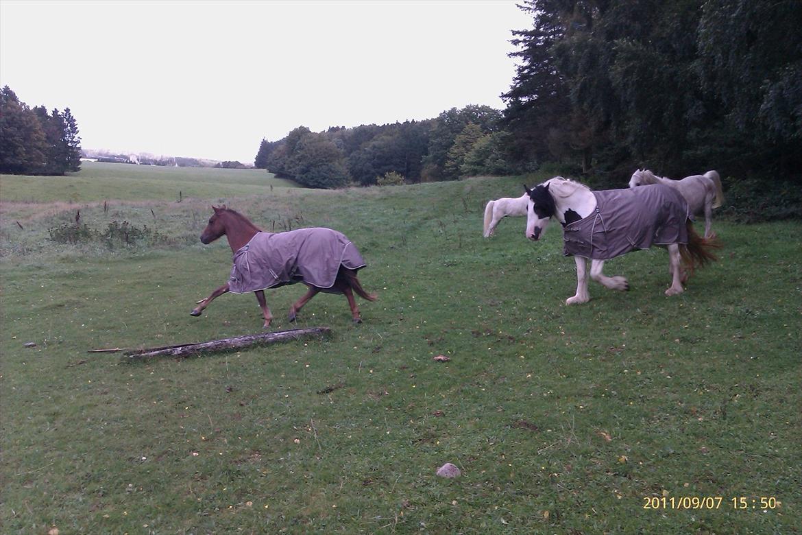 Welsh Pony (sec B) Bjerregårds Gandalf billede 15