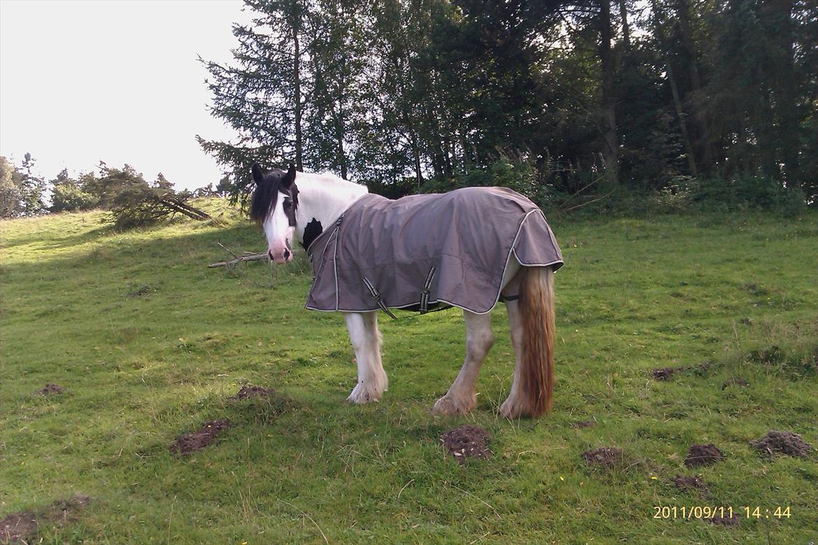 Tinker Ulvebakgaard's Iris  billede 16