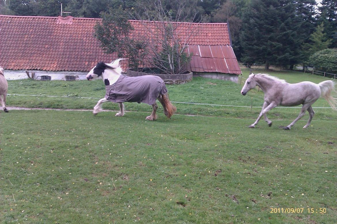 Tinker Ulvebakgaard's Iris  billede 17