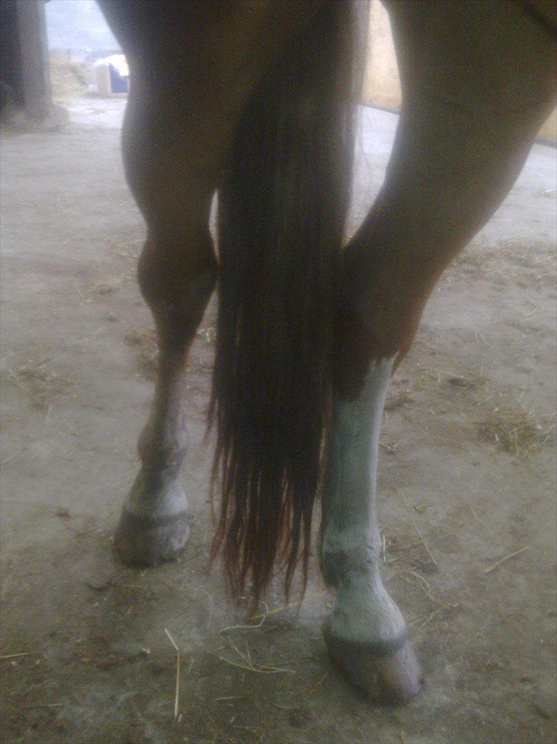 Frederiksborg Hyldekærs Cassandra - hævet ben;-( og det var mere inden hun blev tappet for galde.. billede 7