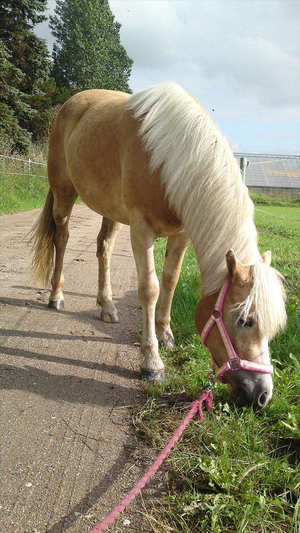 Haflinger Bella - Juli 2011 billede 7