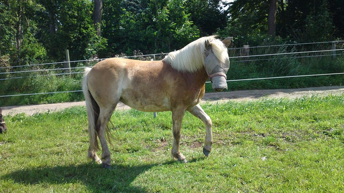 Haflinger Bella - Aug. 2011 billede 8