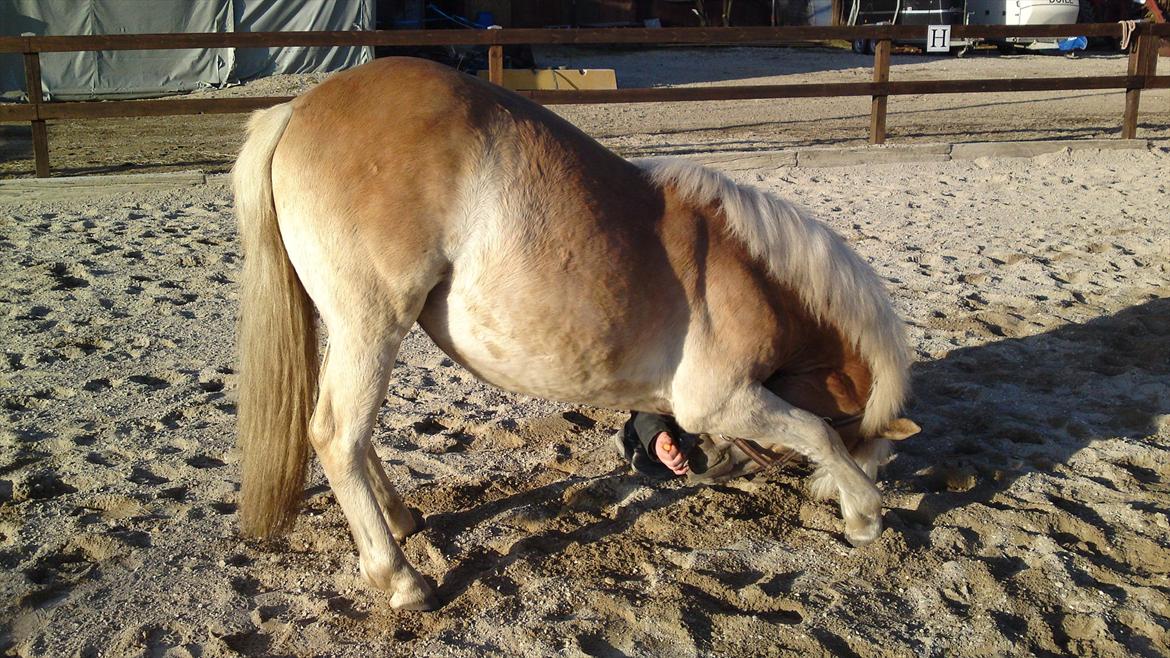 Haflinger Bella - Marts 2011.
 billede 9