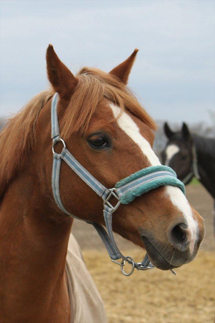 Anden særlig race Tano<3 MIT ET OG ALT<3 - Min og kun min <3<3 foto:Malene billede 10