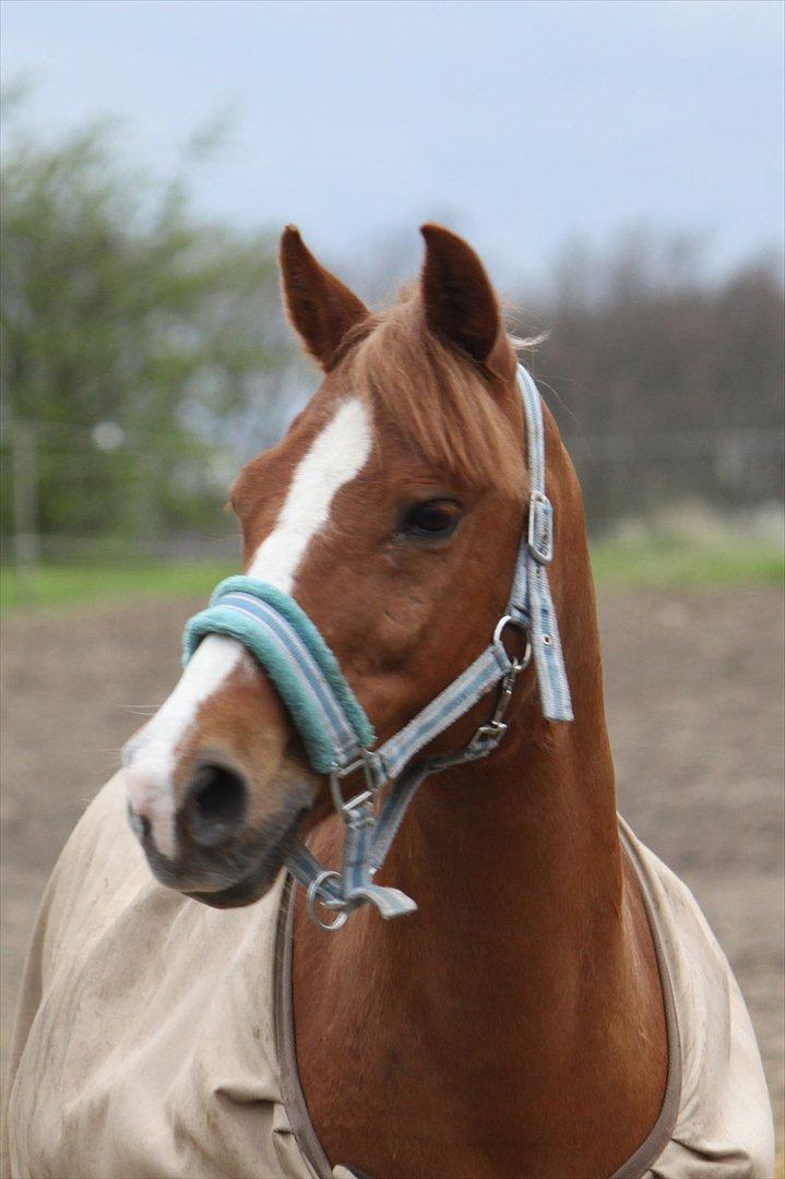 Anden særlig race Tano<3 MIT ET OG ALT<3 - Tano der leger fotomodel på folden:D
<3<3<3<3foto:Malene billede 13