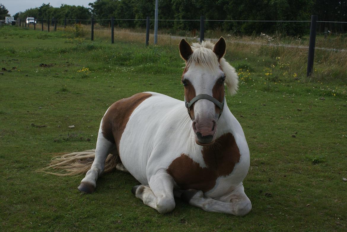 Pinto Candy  - GENSYN 2011 <3  billede 10