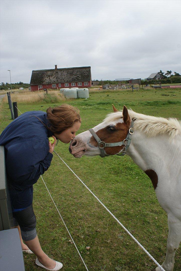 Pinto Candy  - GENSYN 2011 <3  billede 13