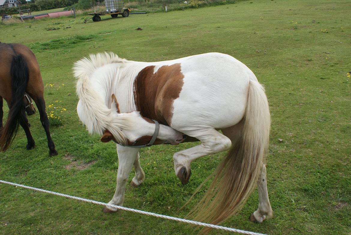 Pinto Candy  - GENSYN 2011 <3  billede 15