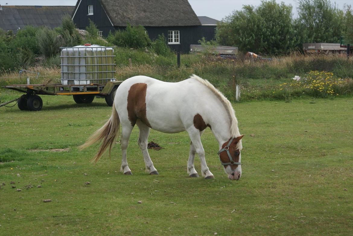 Pinto Candy  - GENSYN 2011 <3  billede 16