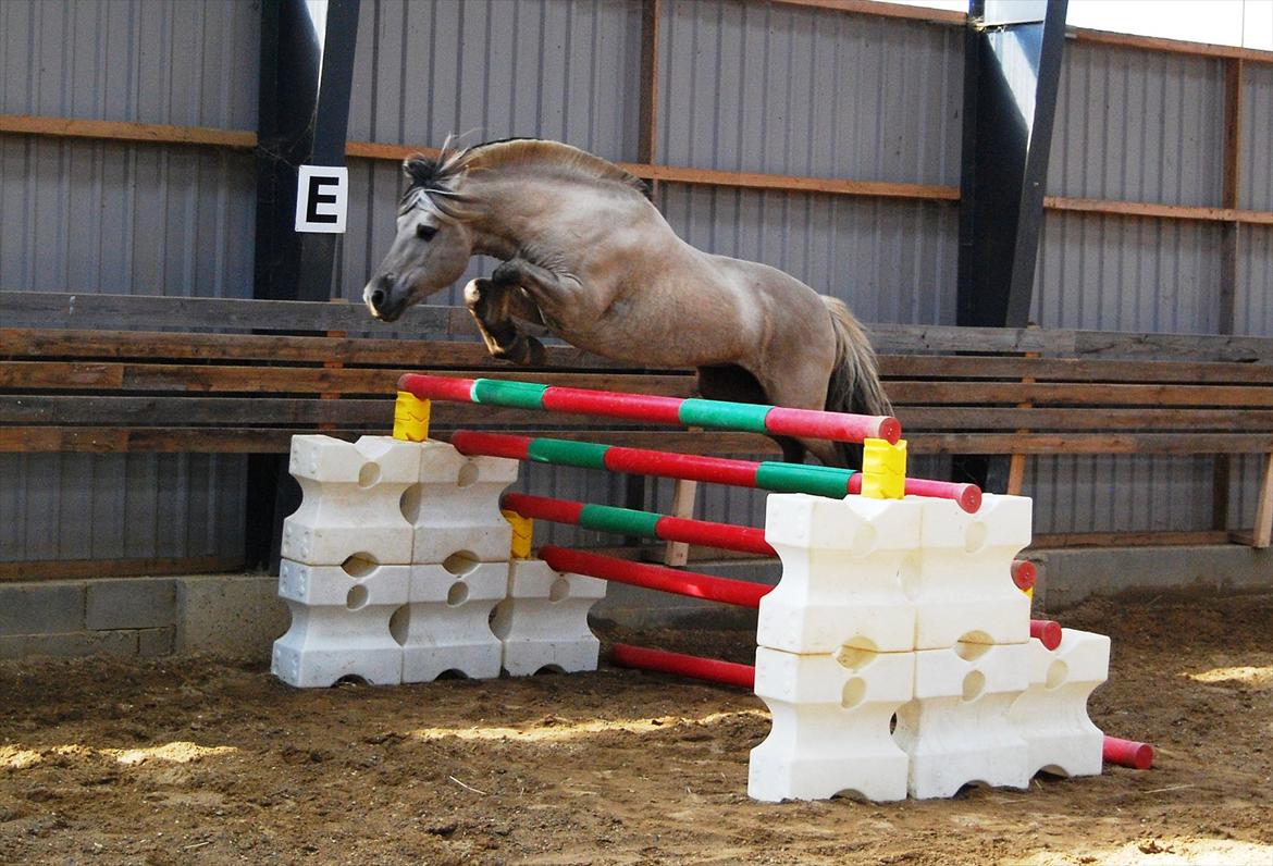 Fjordhest Hashagen´s D-Mark udlånt - 130cm sep 2011 billede 15