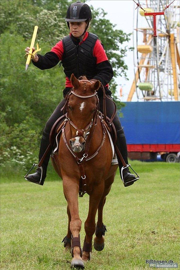 Hollandsk Sportspony Zorro VBP: <33 billede 20