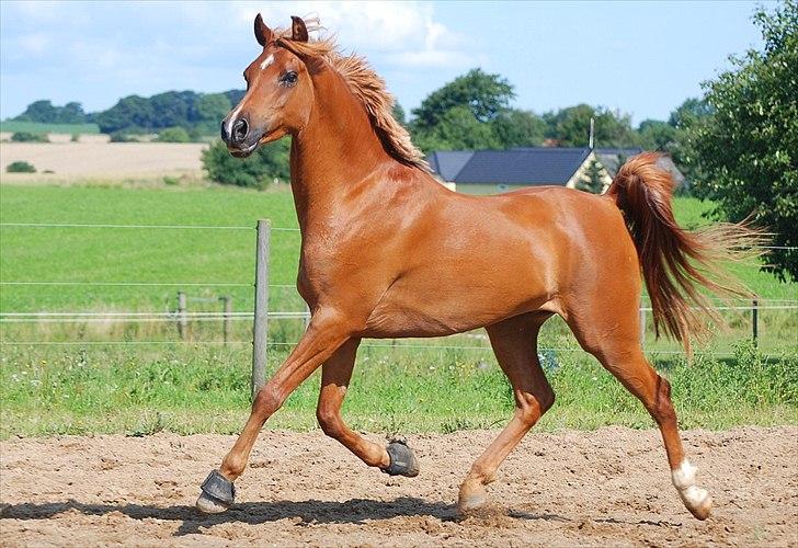 Arabisk fuldblod (OX) Ac qastal najaah ox - Den smukke dreng
billedet er taget af Lisbeth F Bendixen billede 1