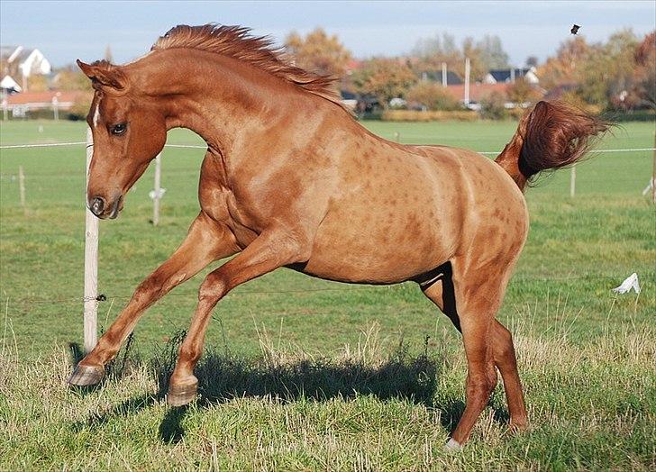 Arabisk fuldblod (OX) Ac qastal najaah ox - vild hest :)
billedet er taget af Lisbeth F Bendixen billede 4