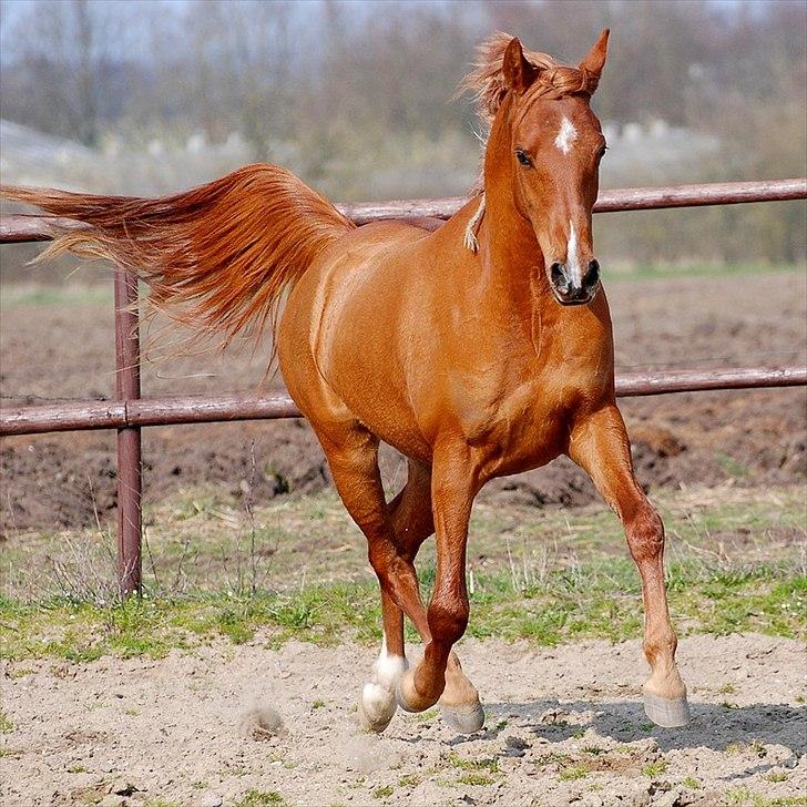 Arabisk fuldblod (OX) Ac qastal najaah ox - billedet er taget af Lisbeth F Bendixen billede 7