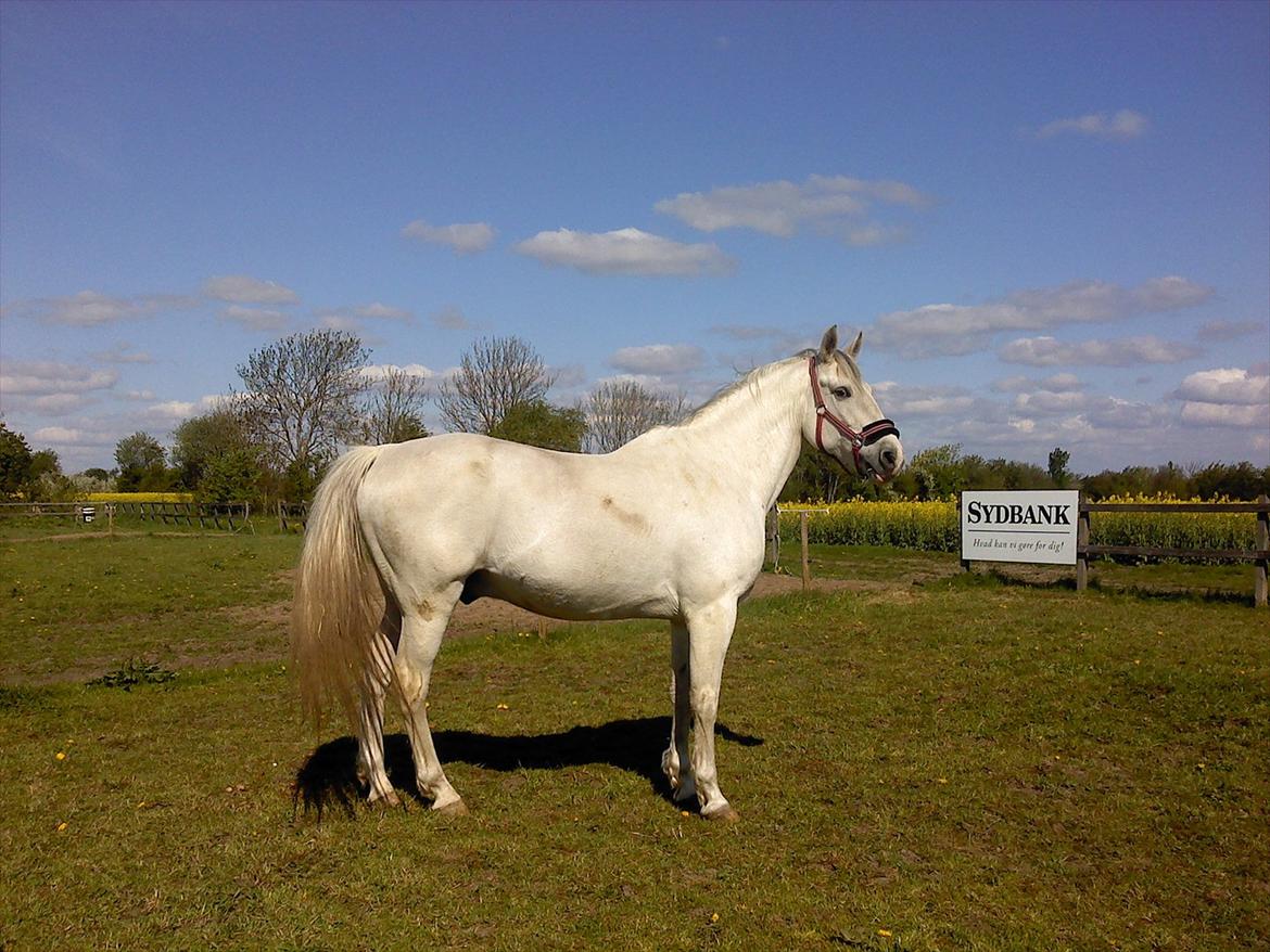 Anden særlig race Bolero (opsagt) - Bolero på mark :D  billede 19