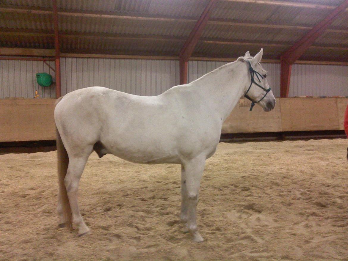 Anden særlig race Bolero (opsagt) billede 20