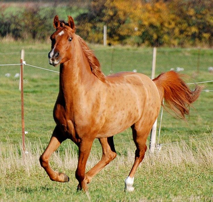 Arabisk fuldblod (OX) Ac qastal najaah ox - billedet er taget af Lisbeth F Bendixen billede 8